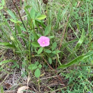 Convolvulus angustissimus subsp. angustissimus at Federal Golf Course - 29 Dec 2023