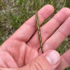 Bothriochloa macra (Red Grass, Red-leg Grass) at Hughes, ACT - 29 Dec 2023 by Tapirlord