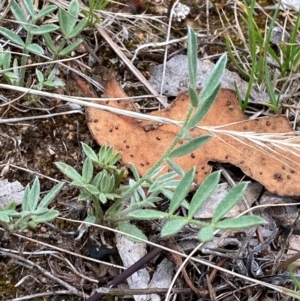 Swainsona sericea at Red Hill to Yarralumla Creek - 29 Dec 2023