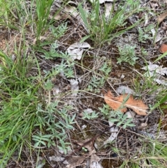 Swainsona sericea at Red Hill to Yarralumla Creek - 29 Dec 2023 02:52 PM