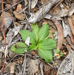 Solenogyne dominii (Smooth Solenogyne) at Red Hill to Yarralumla Creek - 29 Dec 2023 by Tapirlord