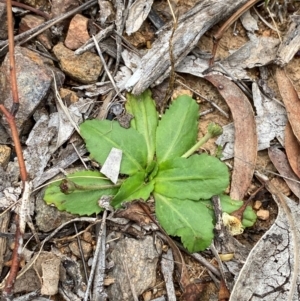 Solenogyne dominii at Red Hill to Yarralumla Creek - 29 Dec 2023 02:52 PM