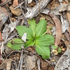 Solenogyne dominii at Red Hill to Yarralumla Creek - 29 Dec 2023 02:52 PM