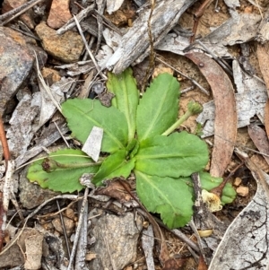 Solenogyne dominii at Red Hill to Yarralumla Creek - 29 Dec 2023 02:52 PM