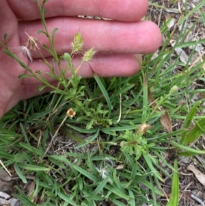 Vittadinia cuneata var. cuneata at Red Hill to Yarralumla Creek - 29 Dec 2023 02:51 PM