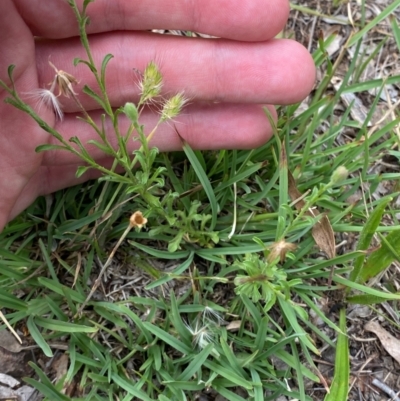 Vittadinia cuneata var. cuneata (Fuzzy New Holland Daisy) at Red Hill to Yarralumla Creek - 29 Dec 2023 by Tapirlord