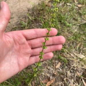 Rumex brownii at Red Hill to Yarralumla Creek - 29 Dec 2023 02:50 PM