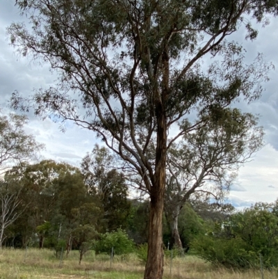 Eucalyptus melliodora (Yellow Box) at Federal Golf Course - 29 Dec 2023 by Tapirlord