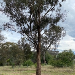 Eucalyptus melliodora at Red Hill to Yarralumla Creek - 29 Dec 2023 02:50 PM