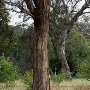 Eucalyptus melliodora at Red Hill to Yarralumla Creek - 29 Dec 2023