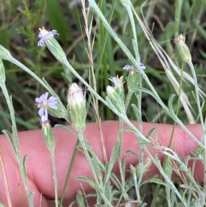 Vittadinia gracilis at Red Hill to Yarralumla Creek - 29 Dec 2023