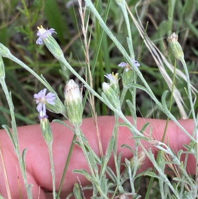 Vittadinia gracilis (New Holland Daisy) at Hughes, ACT - 29 Dec 2023 by Tapirlord