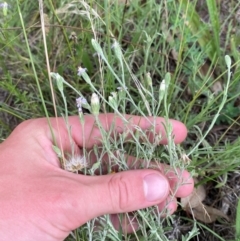 Vittadinia gracilis at Red Hill to Yarralumla Creek - 29 Dec 2023 02:49 PM