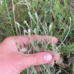 Vittadinia gracilis at Red Hill to Yarralumla Creek - 29 Dec 2023 02:49 PM