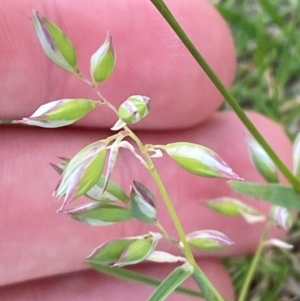 Rytidosperma carphoides at Red Hill to Yarralumla Creek - 29 Dec 2023