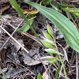 Rytidosperma carphoides at Red Hill to Yarralumla Creek - 29 Dec 2023 02:49 PM