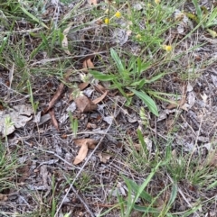 Rytidosperma carphoides at Red Hill to Yarralumla Creek - 29 Dec 2023