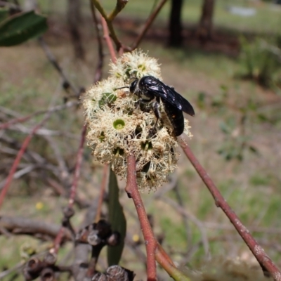 Laeviscolia frontalis (Two-spot hairy flower wasp) at Murrumbateman, NSW - 6 Feb 2024 by SimoneC