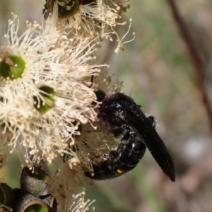 Laeviscolia frontalis at Murrumbateman, NSW - 6 Feb 2024 12:12 PM