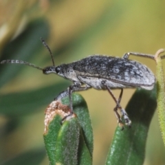 Pachyura australis (Belid weevil) at Rendezvous Creek, ACT - 3 Feb 2024 by Harrisi