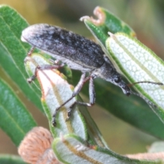 Pachyura australis at Namadgi National Park - 3 Feb 2024 06:23 PM