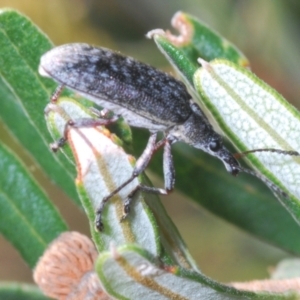 Pachyura australis at Namadgi National Park - 3 Feb 2024