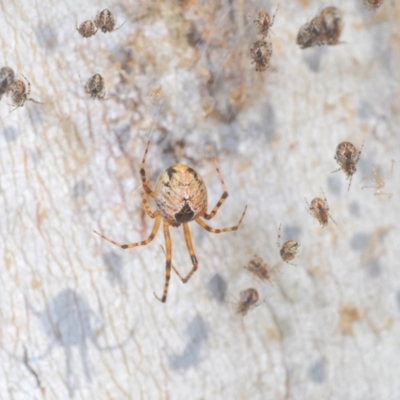 Cryptachaea veruculata (Diamondback comb-footed spider) at Rendezvous Creek, ACT - 3 Feb 2024 by Harrisi