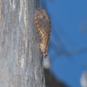 Oedosmylus tasmaniensis at Namadgi National Park - 3 Feb 2024