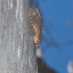 Oedosmylus tasmaniensis (Lacewing) at Namadgi National Park - 3 Feb 2024 by Harrisi