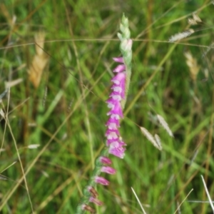 Spiranthes australis at Tidbinbilla Nature Reserve - suppressed