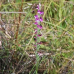 Spiranthes australis at Tidbinbilla Nature Reserve - suppressed