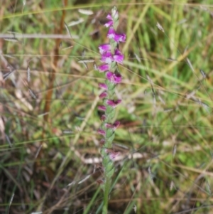 Spiranthes australis at Tidbinbilla Nature Reserve - suppressed