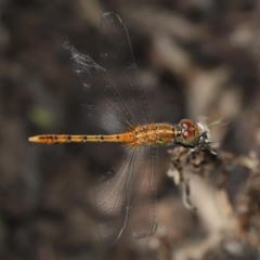 Diplacodes bipunctata (Wandering Percher) at Brisbane City Botanic Gardens - 6 Feb 2024 by TimL