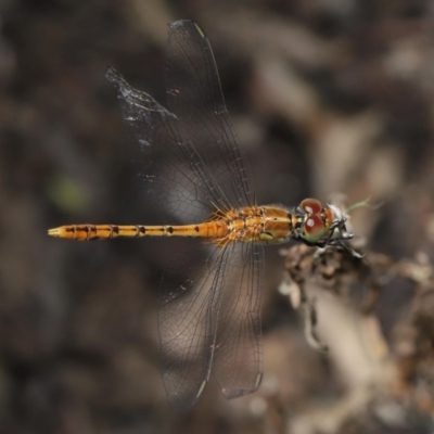 Unidentified Dragonfly (Anisoptera) at Brisbane City, QLD - 6 Feb 2024 by TimL