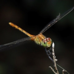 Diplacodes bipunctata at Brisbane City Botanic Gardens - 6 Feb 2024 11:28 AM