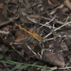 Diplacodes bipunctata at Brisbane City Botanic Gardens - 6 Feb 2024 11:28 AM