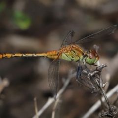 Diplacodes bipunctata at Brisbane City Botanic Gardens - 6 Feb 2024 11:28 AM