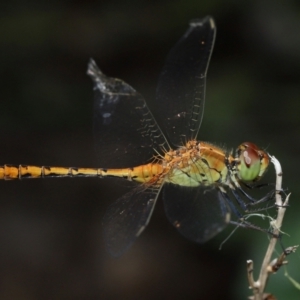 Diplacodes bipunctata at Brisbane City Botanic Gardens - 6 Feb 2024 11:28 AM