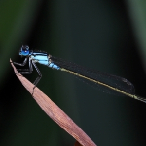 Ischnura heterosticta at Brisbane City Botanic Gardens - 6 Feb 2024 11:50 AM