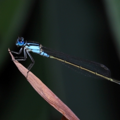 Ischnura heterosticta (Common Bluetail Damselfly) at Brisbane City Botanic Gardens - 6 Feb 2024 by TimL