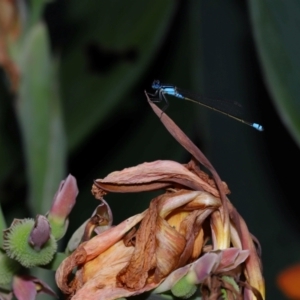 Ischnura heterosticta at Brisbane City Botanic Gardens - 6 Feb 2024 11:50 AM