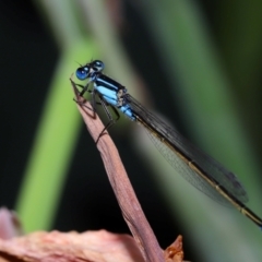 Ischnura heterosticta at Brisbane City Botanic Gardens - 6 Feb 2024 11:50 AM