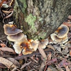 Omphalotus nidiformis (Ghost Fungus) at Paddys River, ACT - 6 Feb 2024 by Csteele4