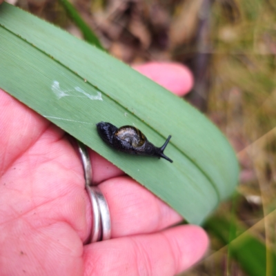 Helicarion cuvieri (A Semi-slug) at Tidbinbilla Nature Reserve - 6 Feb 2024 by Csteele4
