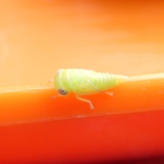 Cicadellidae (family) (Unidentified leafhopper) at Flea Bog Flat to Emu Creek Corridor - 6 Feb 2024 by JohnGiacon