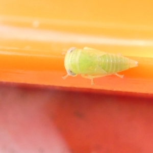 Cicadellidae (family) at Emu Creek Belconnen (ECB) - 6 Feb 2024