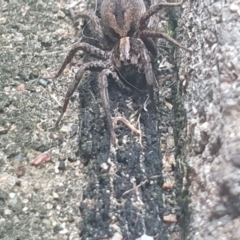 Venatrix sp. (genus) (Unidentified Venatrix wolf spider) at Mawson, ACT - 6 Feb 2024 by EmmaCollins