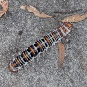 Chelepteryx collesi at Symonston, ACT - 15 Jan 2024