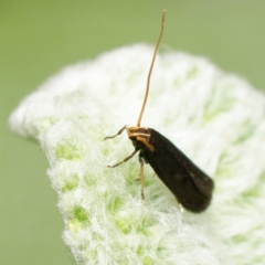 Lecithocera (genus) (A Gelechioid moth) at Downer, ACT - 7 Feb 2024 by RobertD