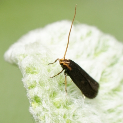 Lecithocera (genus) (A Gelechioid moth) at Downer, ACT - 6 Feb 2024 by RobertD